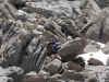 rda2009web-018.jpg (425084 octets)