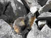 rda2009web-036.JPG (372204 octets)