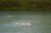 rda2011-juin-j3-5.JPG (296498 octets)